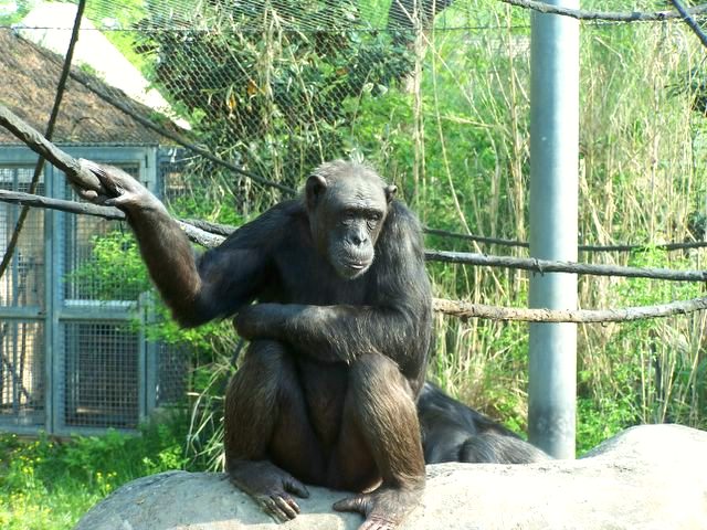 Chattanooga Zoo