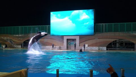 SeaWorld Orlando
