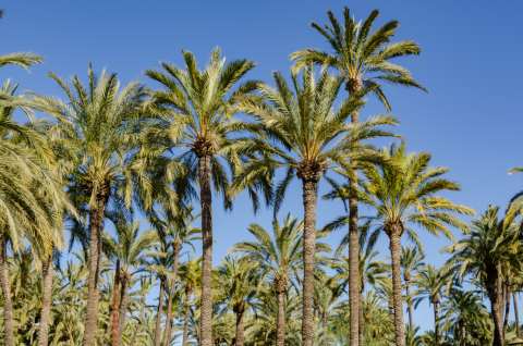 Elche
