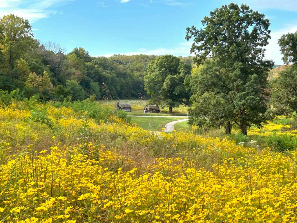 Field of yellow flowers in the foreground with two log huts and a paved trail in the middle distance
