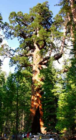 Mariposa Grove