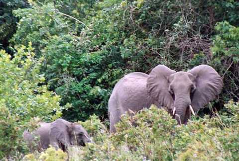 Shimba Hills National Reserve