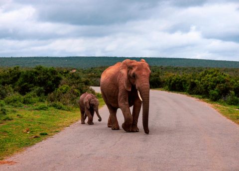 Addo