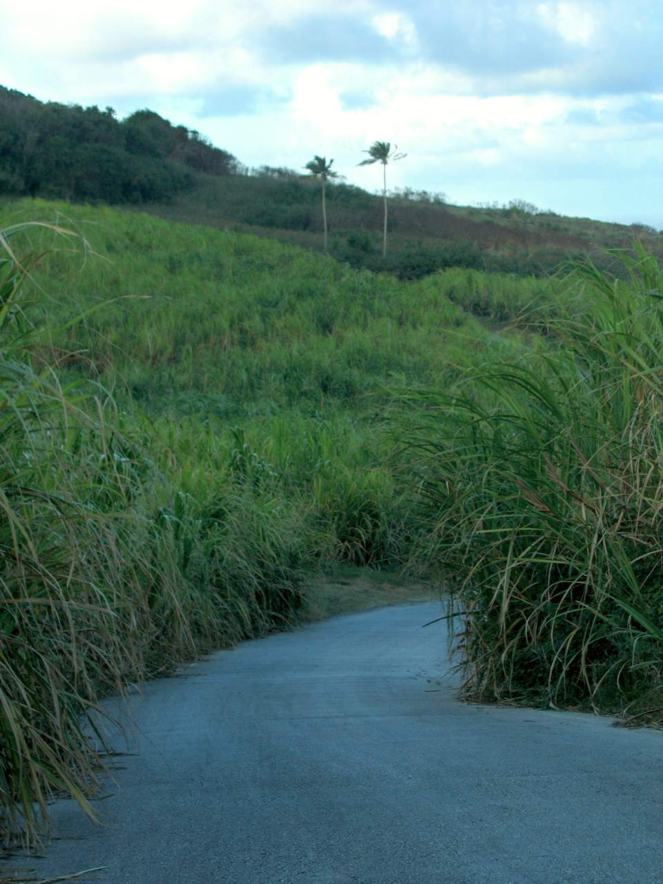The cultivation of sugar cane, such as the cane growing in this field outside Saint Andrew, has always been a big part of the island's economy.