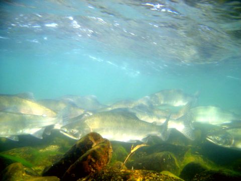 Alagnak Wild River