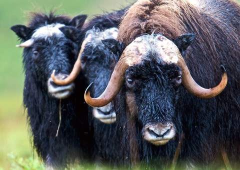 Bering Land Bridge National Preserve