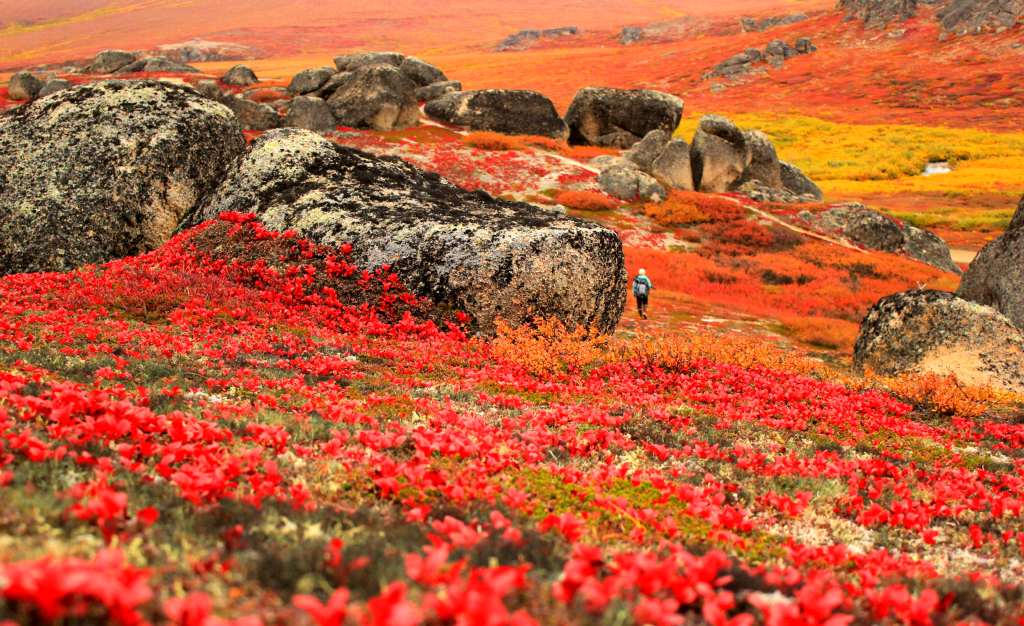 A hiker is seen in the distance as autumn colors dominate the tundra landscape.