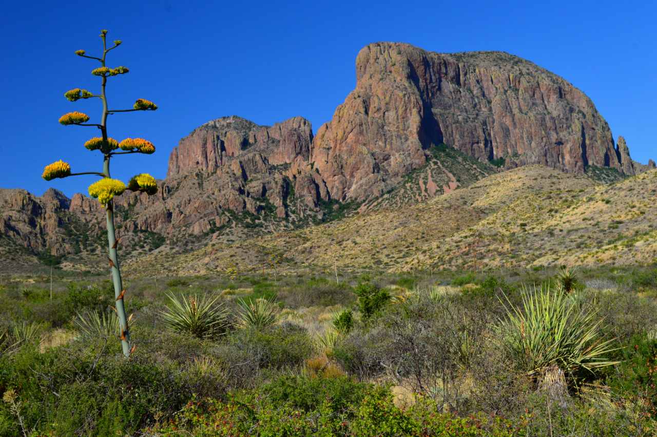 Century Plant Agave