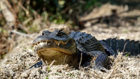 Big Cypress National Preserve