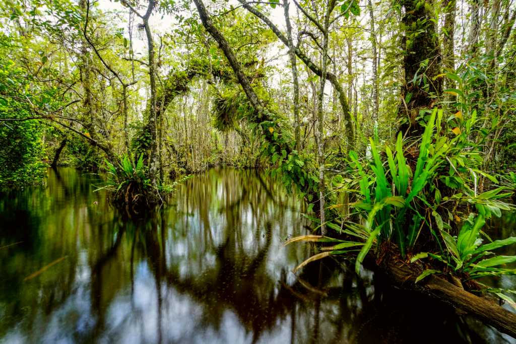 A water filled swamp filled with lush green ferns and trees.