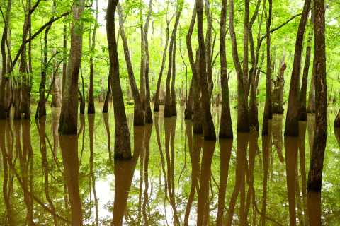 Big Thicket National Preserve