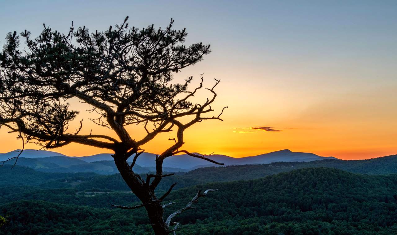 A long pine tree stands in front of distant mountain ridges beneath an orange sunset