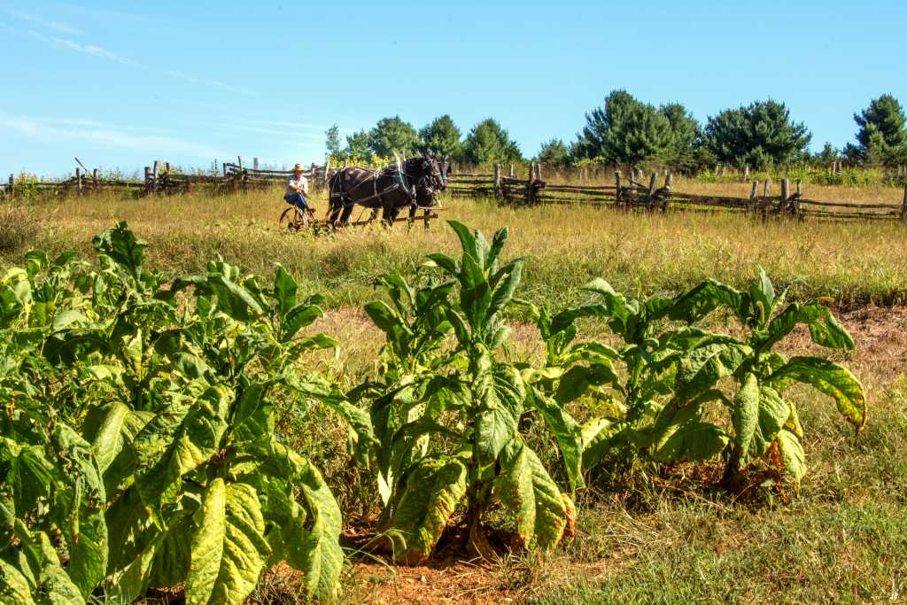 Tobacco field being plowed by man with two draft horses