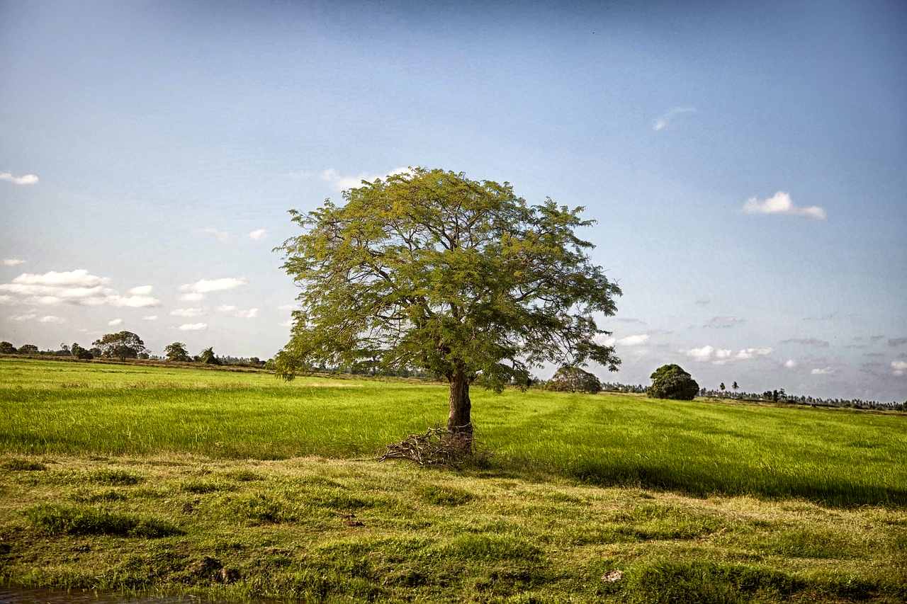 Guyana