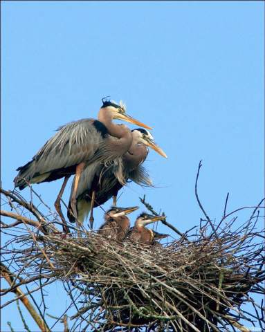 Chattahoochee River National Recreation Area