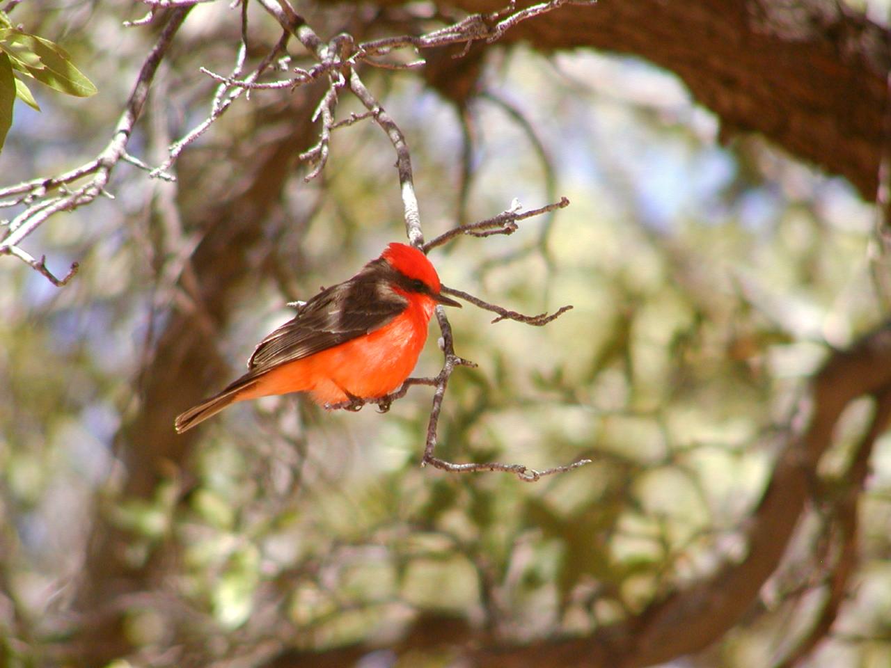 A brilliant red bird in a tree