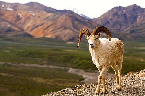 Denali National Park & Preserve