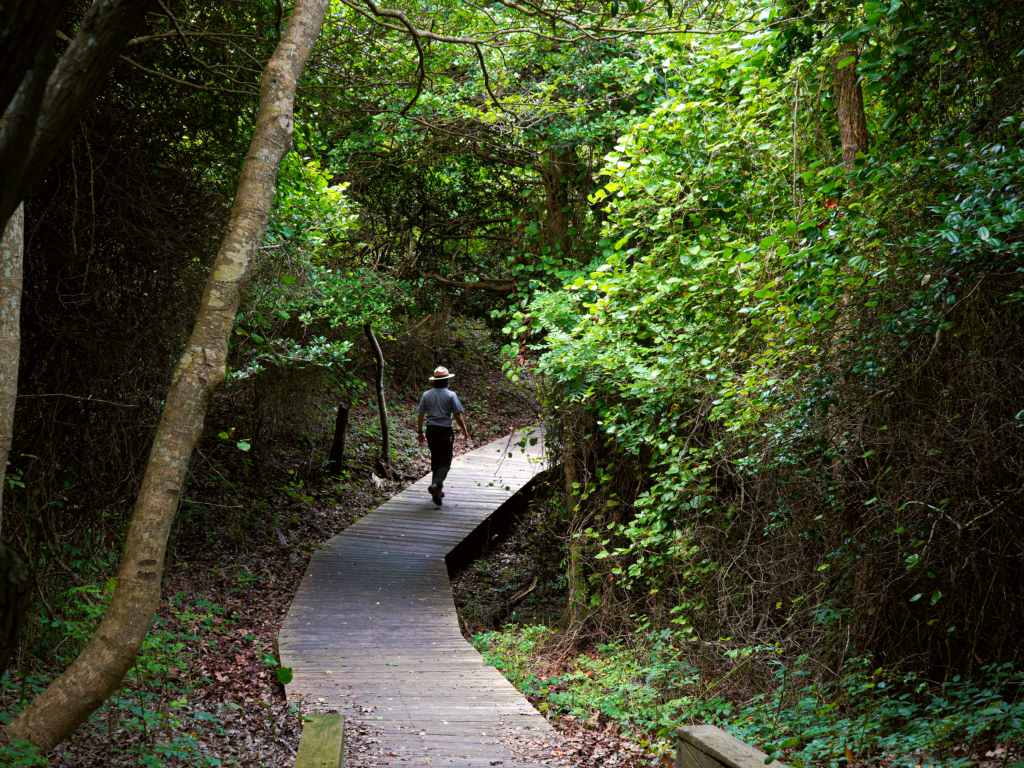 A park ranger walks on a boardwalk in a shady, green forest.