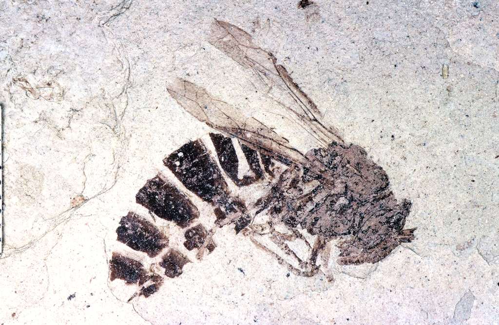 palaeovespa, ancient wasp