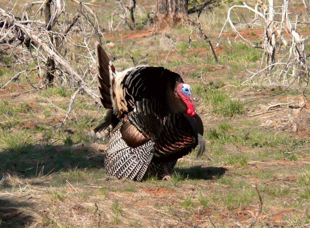 A wild turkey