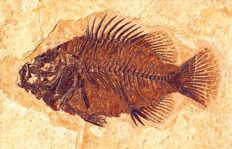 Fossil Butte National Monument