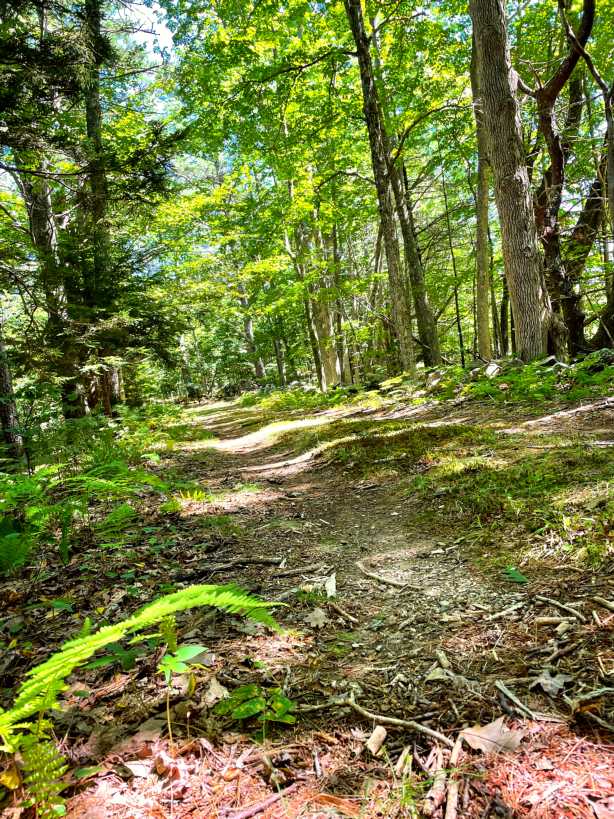 A moss-lined trail continues ahead through tall green pine trees.