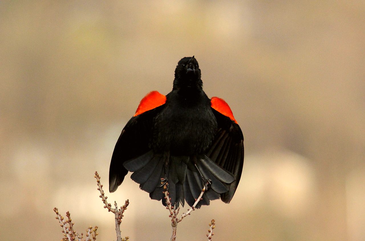 Red winged blackbird