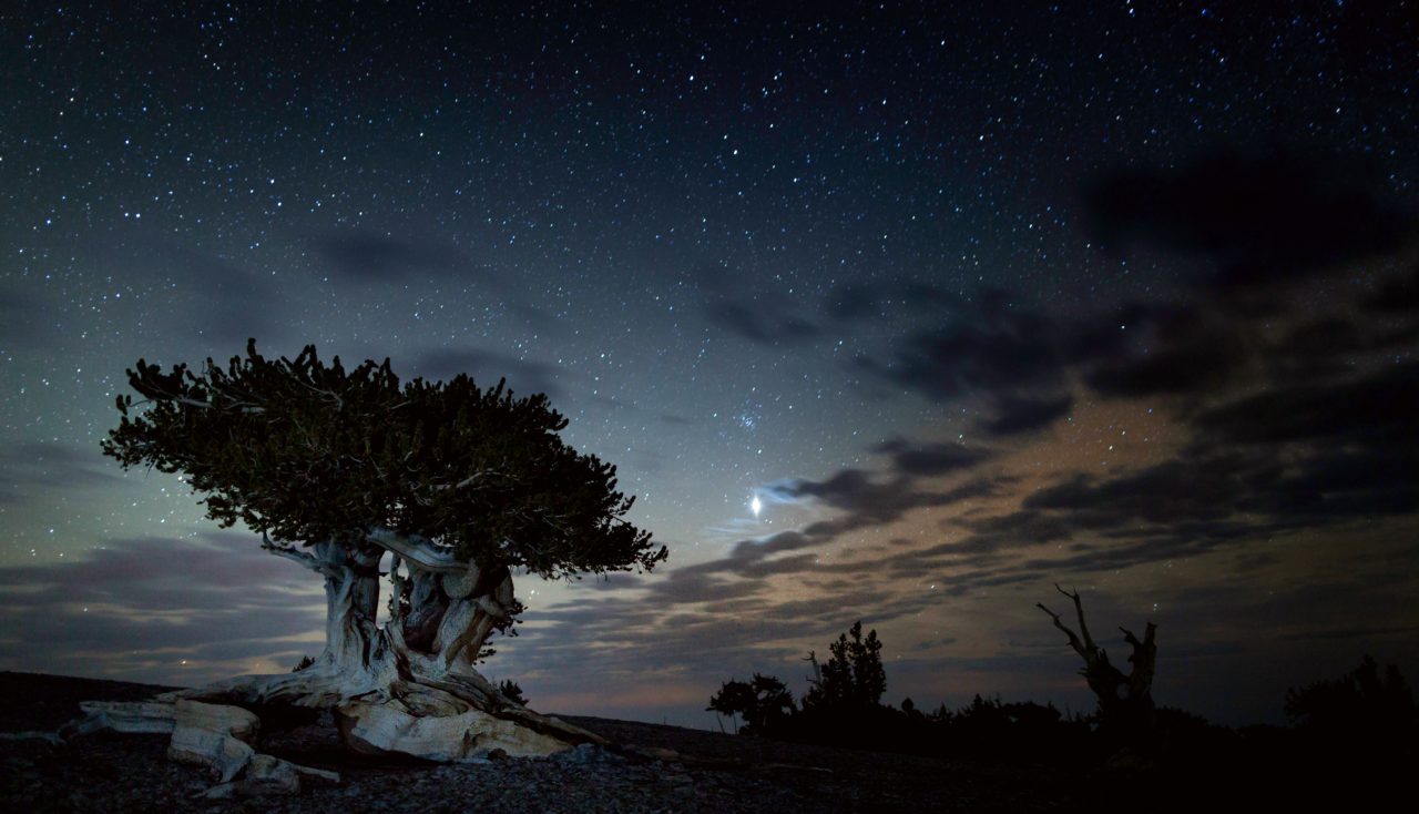 Bristlecone pine tree with a dark blue sky behind it with a bright Jupiter shining