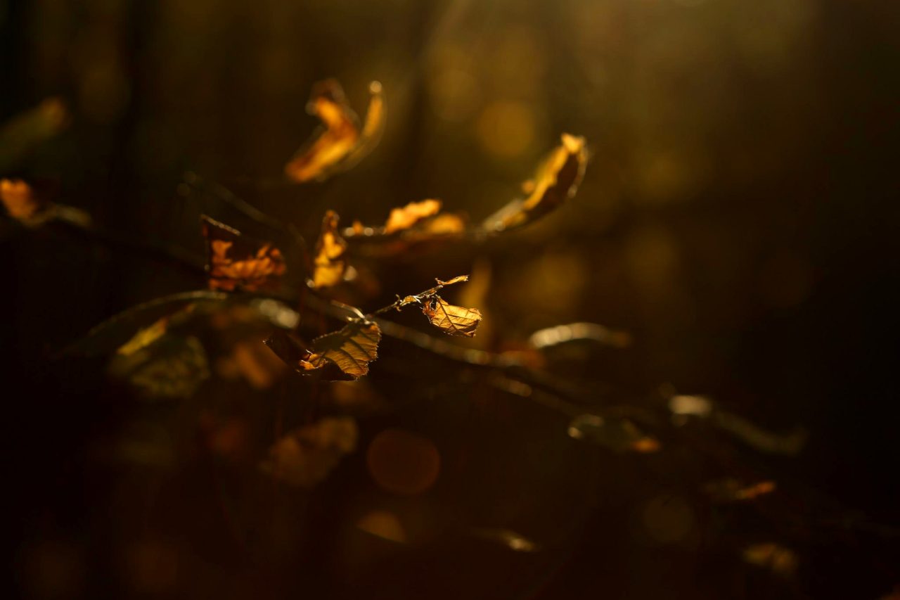 Sunlight shining on back-lit leaves on a branch.