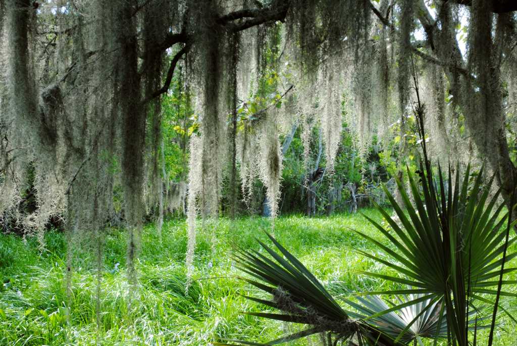 Spanish moss hangs from live oak tree