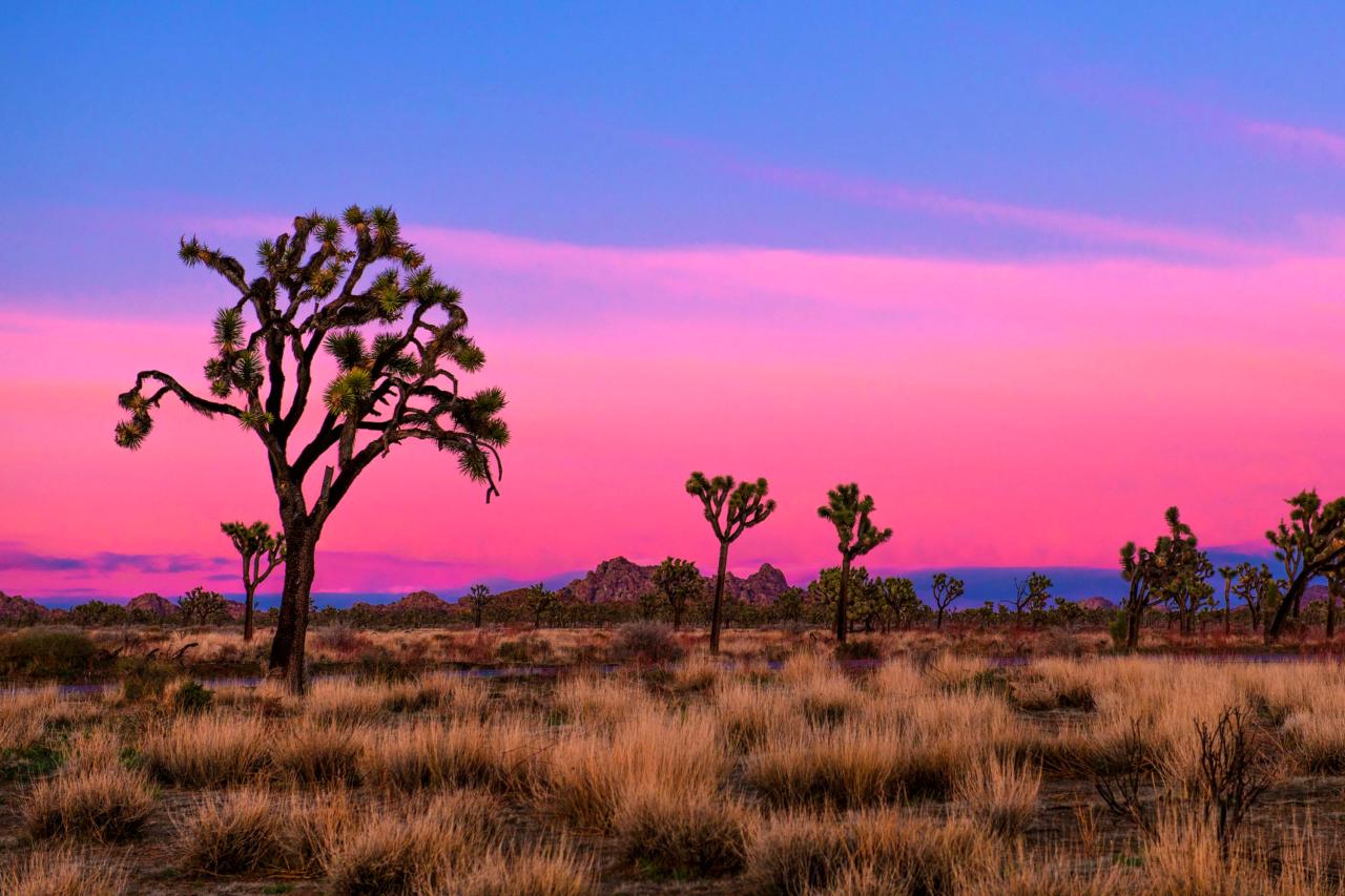 The sky turns hues of pink and purple over a field of Joshua trees.