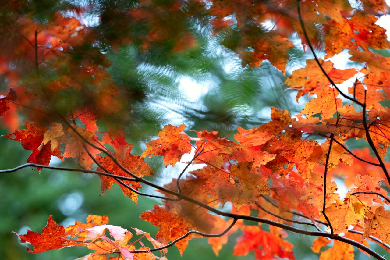 Red and orange fall foliage hangs off dark branches on a green background.