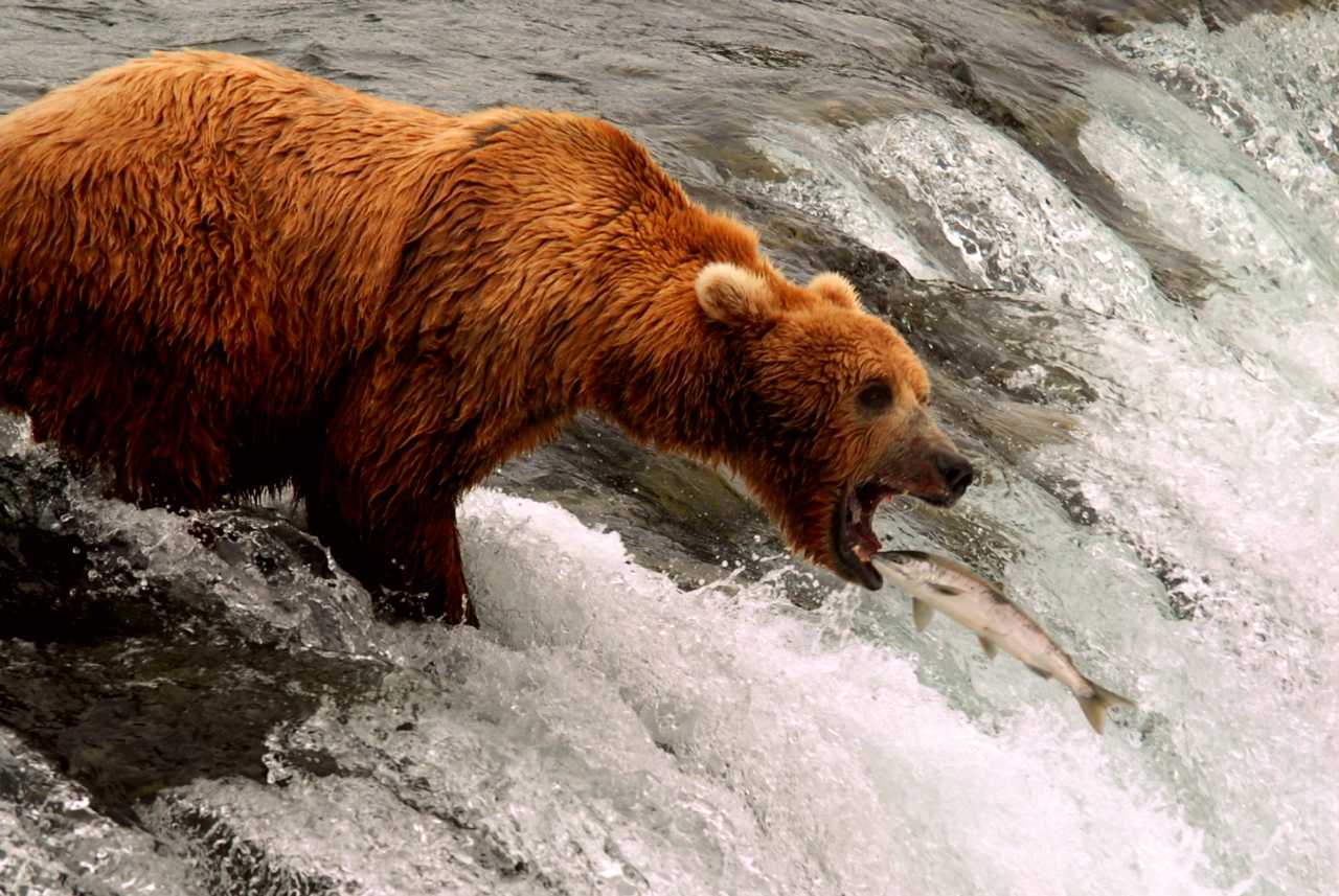 Bear standing at the edge of a waterfall while a salmon is leaping towards it.