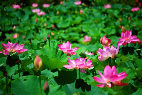 Kenilworth Park & Aquatic Gardens