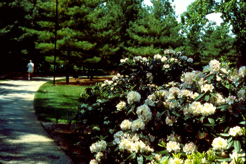 Springtime in the Grove