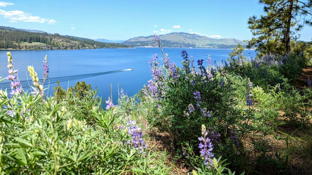 Purple flowers with green leaves grow over the cliffside while a boat motors over blue lake water.