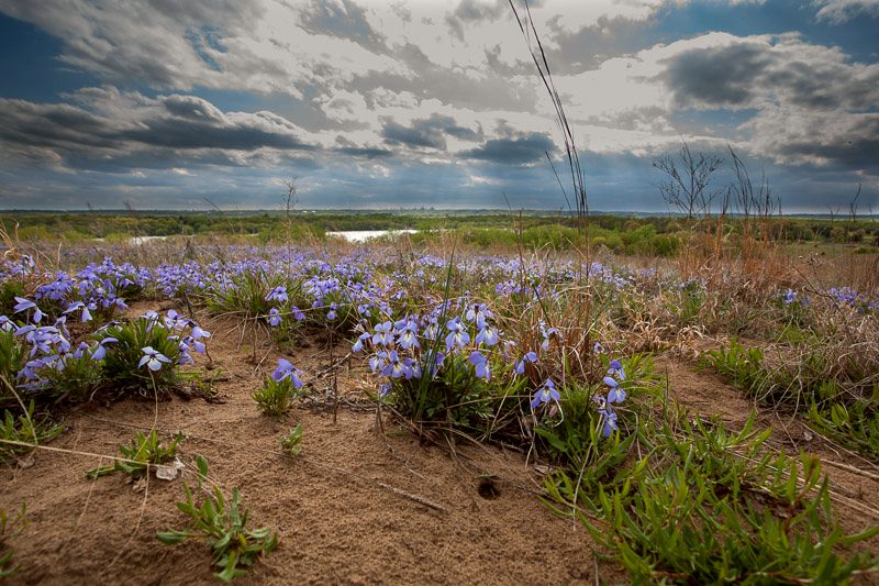Gray clouds over flowers growing on sand dunes.