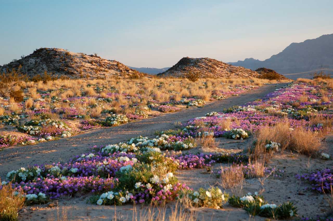 Spring wildflowers carpeting the desert floor