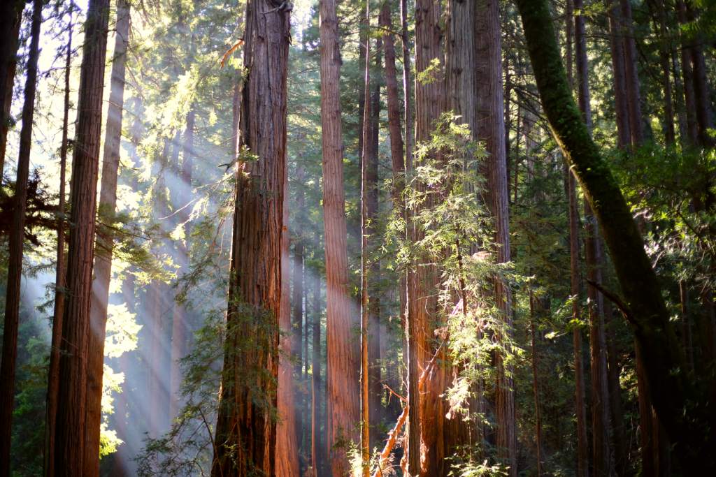 beams of light from the top left corner of the image beam into a forest of towering redwood trunks