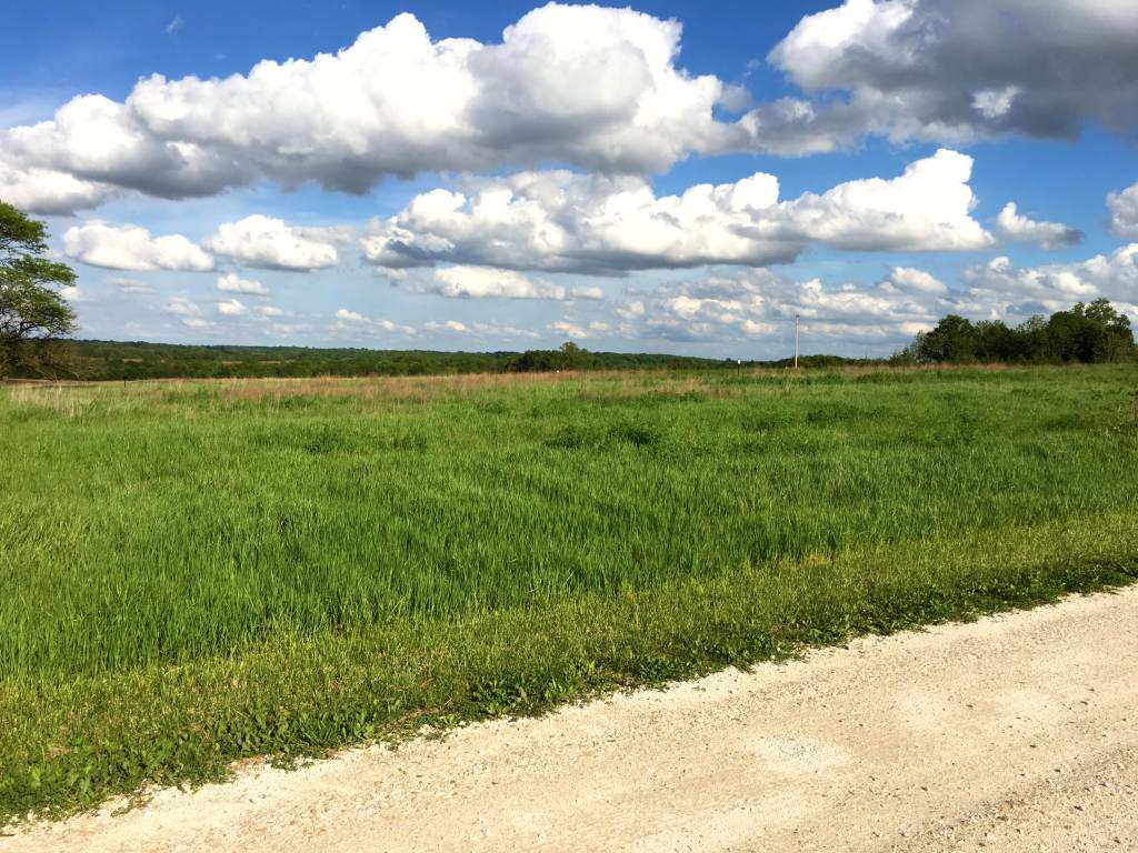 A grassy field surrounded by forest under a sunny sky with large white clouds.