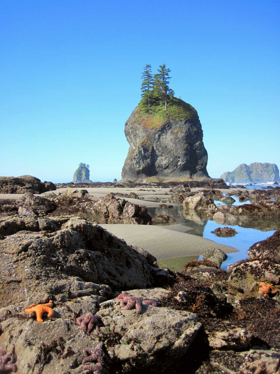 Orange sea stars on a rocky coast.