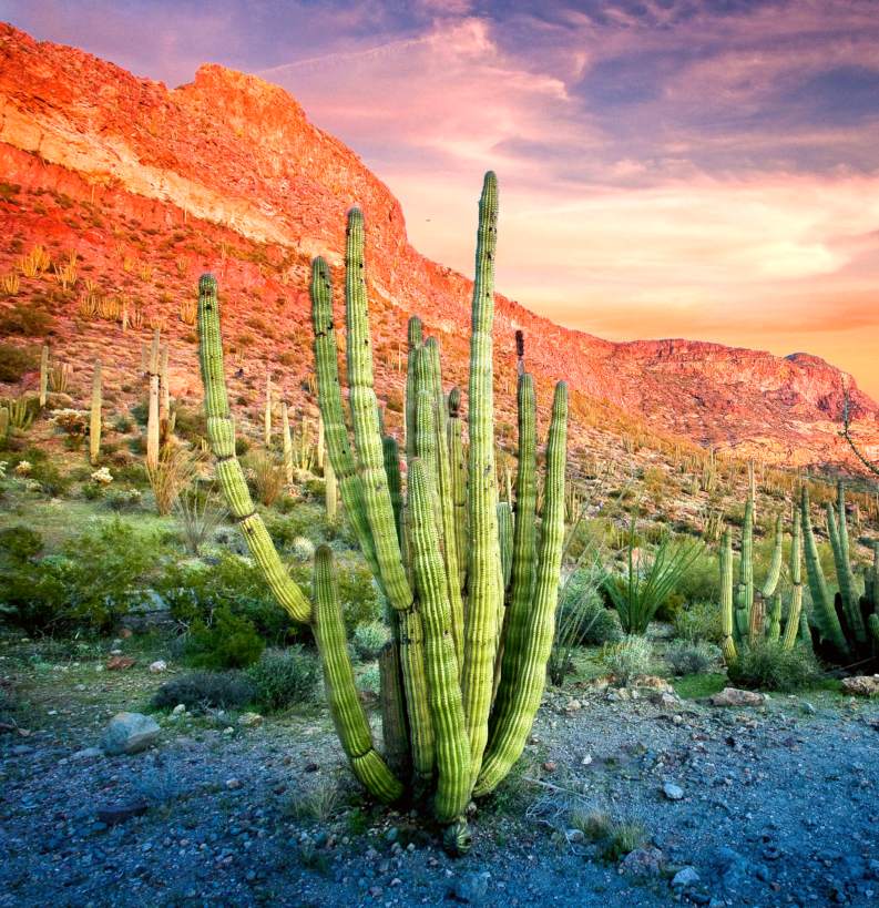 Organ pipe cactus and mountains at sunset
