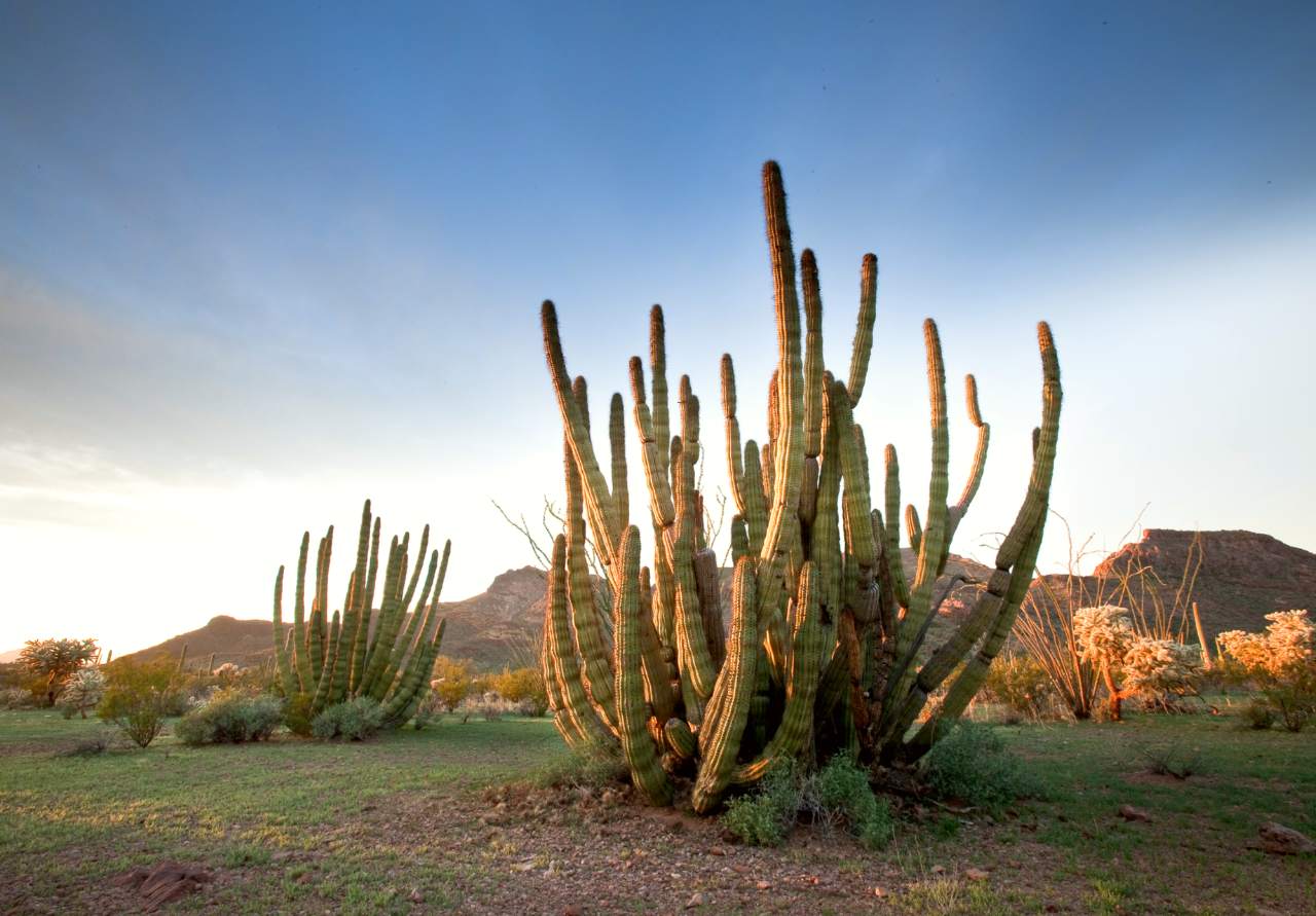 sun setting on a green organ pipe cactus