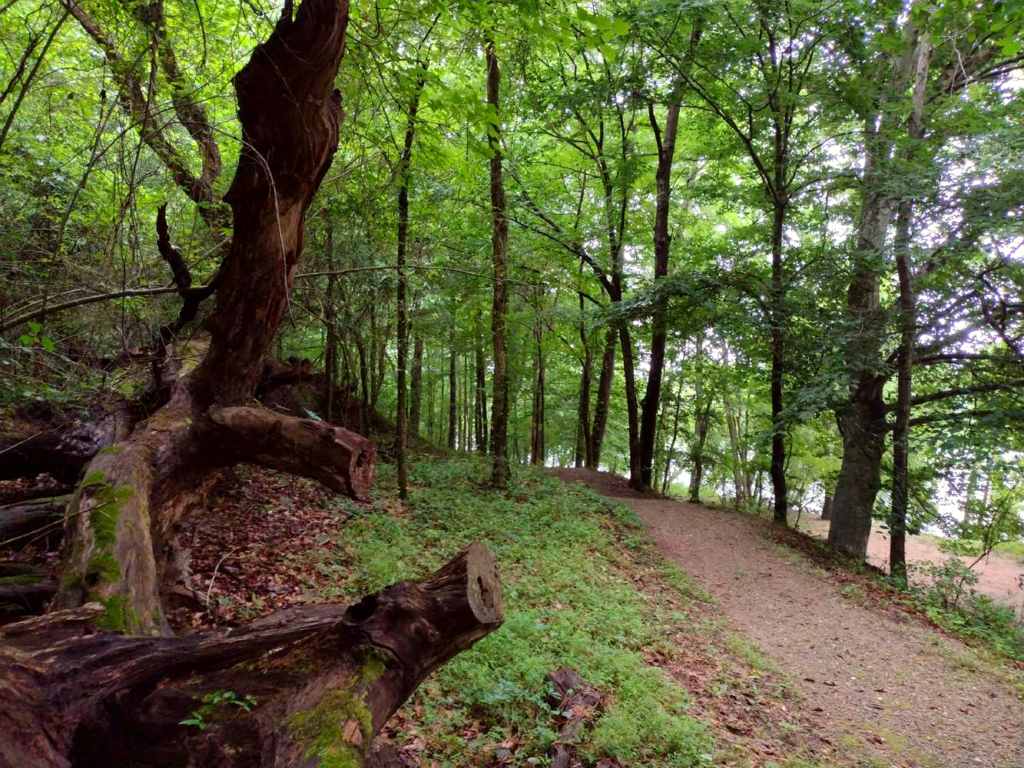 A dirt trail winds along in a forest.