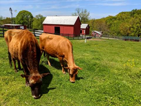 Oxon Cove Park & Oxon Hill Farm