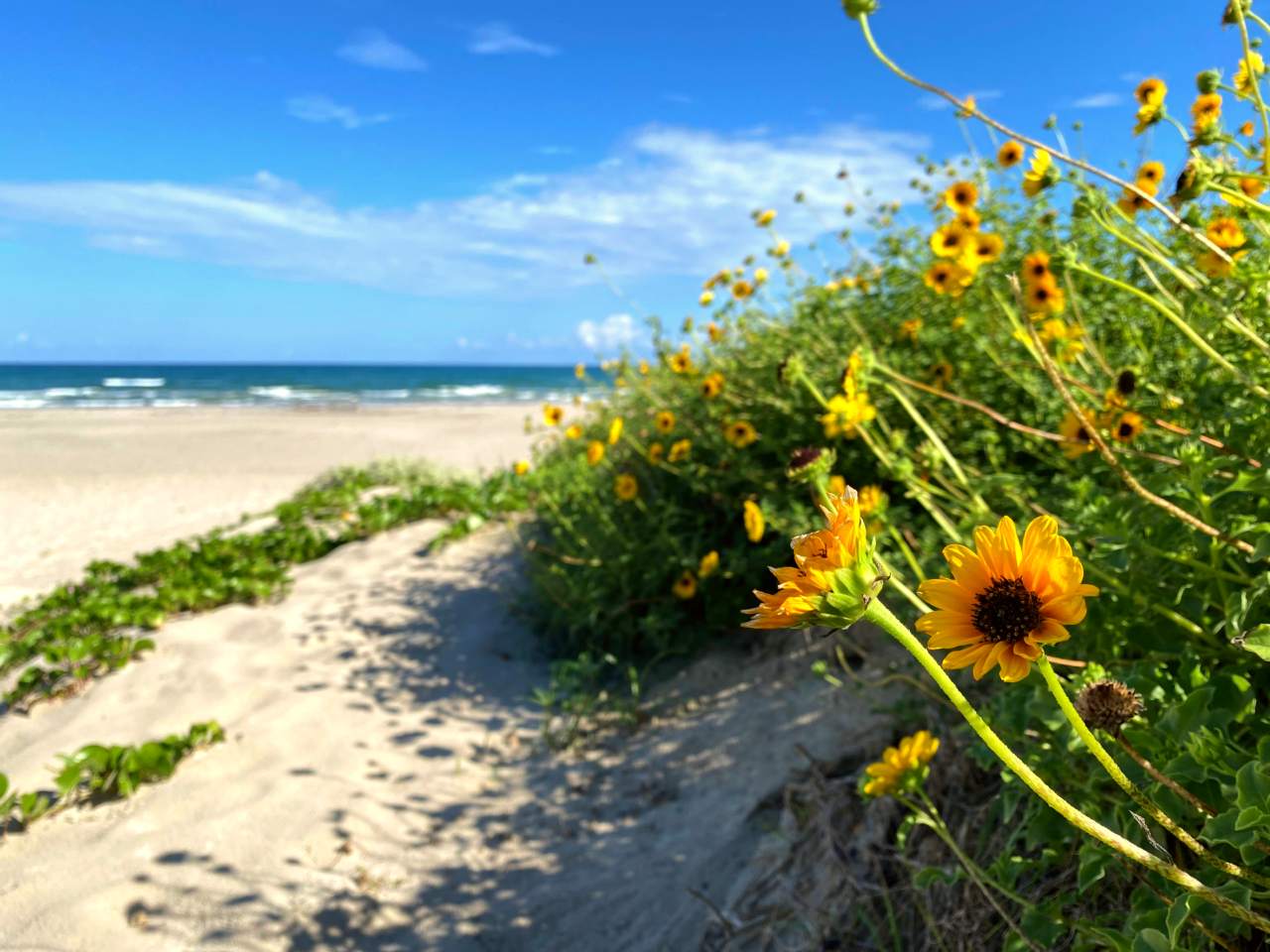 Yellow flowers bloom in the dunes along Malaquite Beach.
