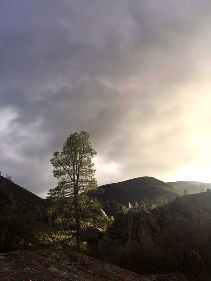 Light falling on tree