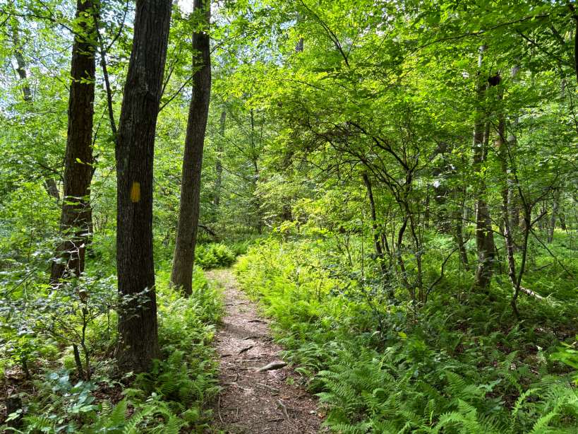 Dirt trail surrounded by ferns and shaded by a green forest