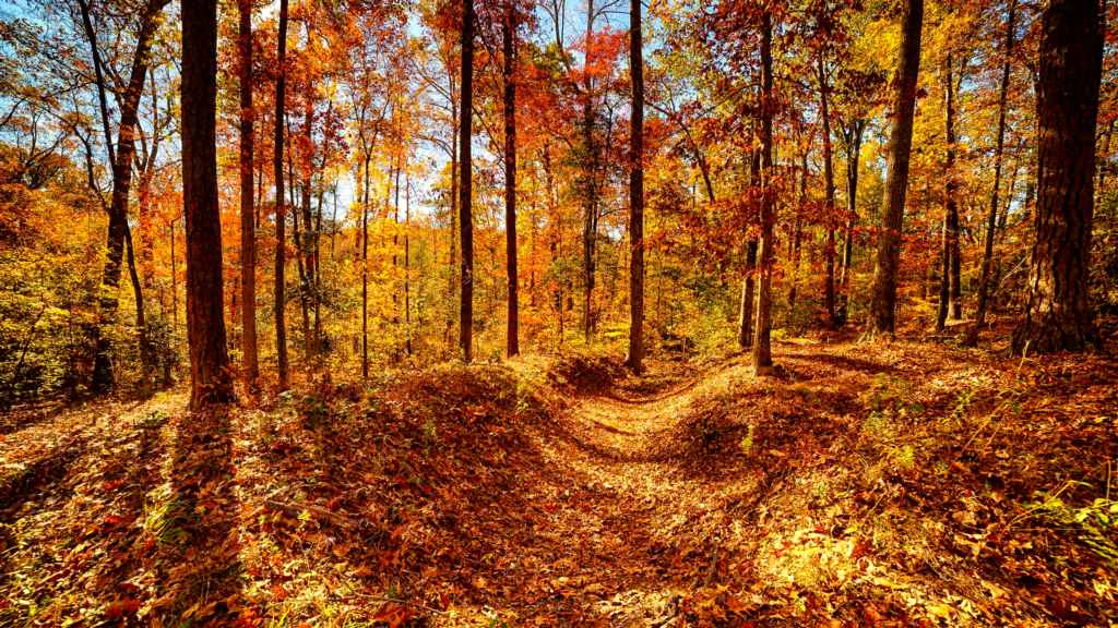 Earthen trenches running through a wooded area of bare trees and fallen autumn leaves.