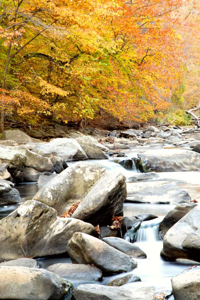 Water swirls around large boulders in a creek.  Trees in autumn colors line the bank
